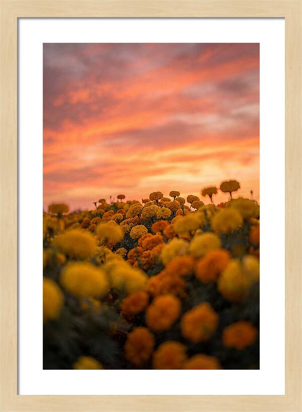 Marigold Fields At Dusk