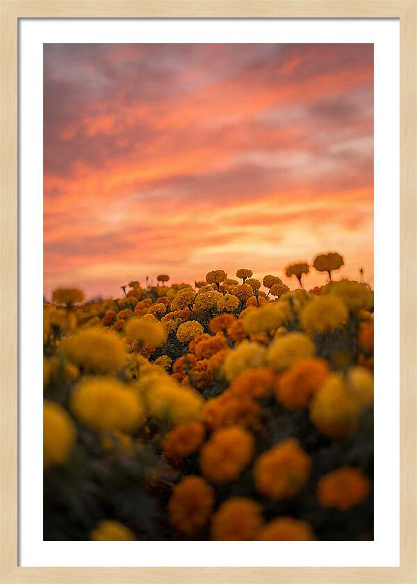 Marigold Fields At Dusk