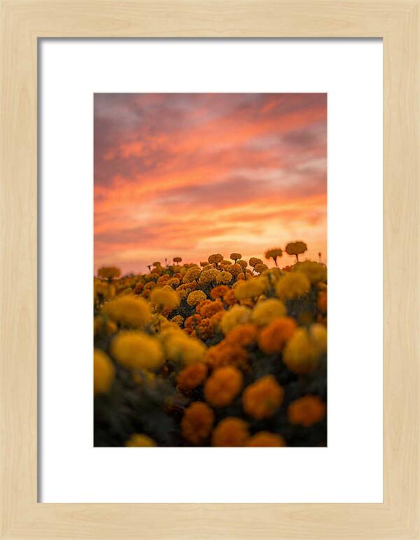 Marigold Fields At Dusk