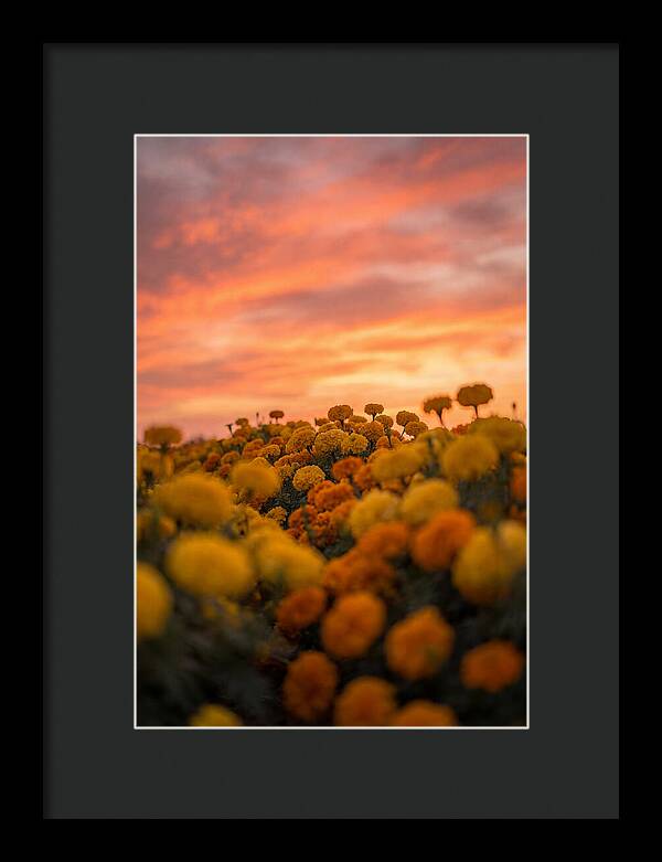 Marigold Fields At Dusk