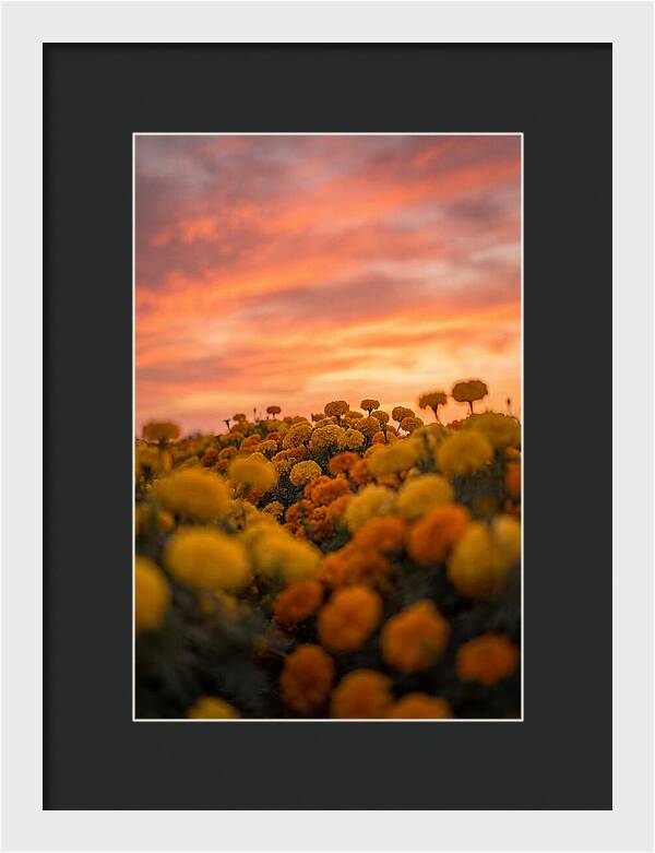 Marigold Fields At Dusk