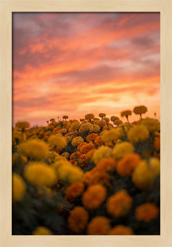 Marigold Fields At Dusk