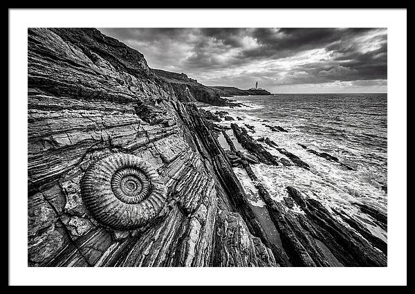 Marine Fossil Beside The Ocean
