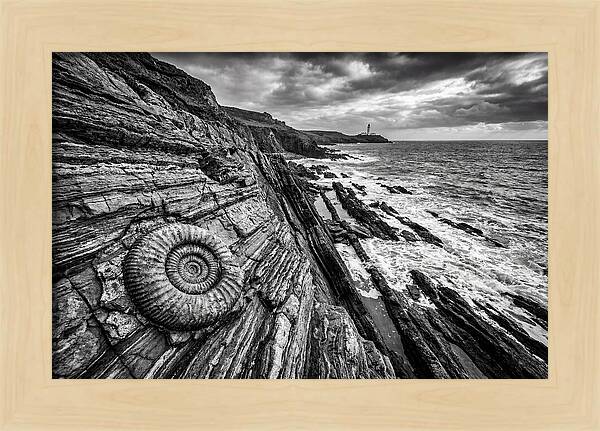 Marine Fossil Beside The Ocean