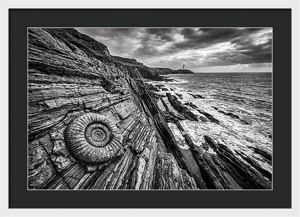Marine Fossil Beside The Ocean