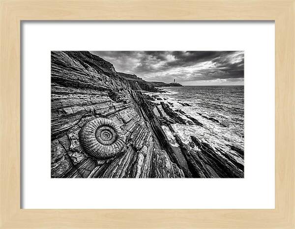 Marine Fossil Beside The Ocean
