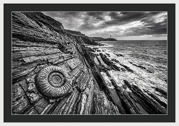 Marine Fossil Beside The Ocean