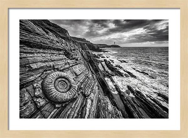 Marine Fossil Beside The Ocean