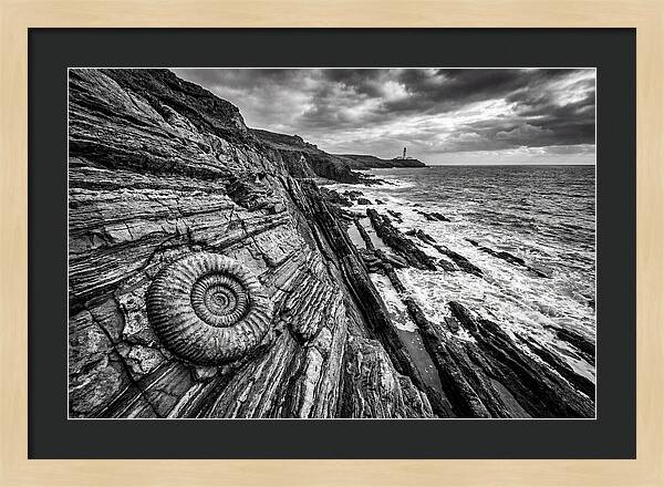 Marine Fossil Beside The Ocean