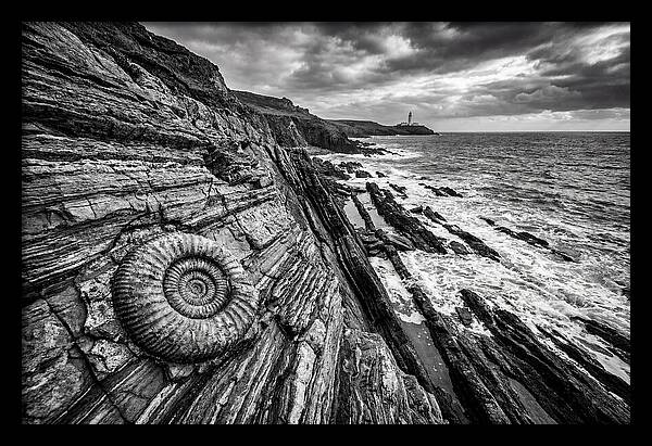 Marine Fossil Beside The Ocean