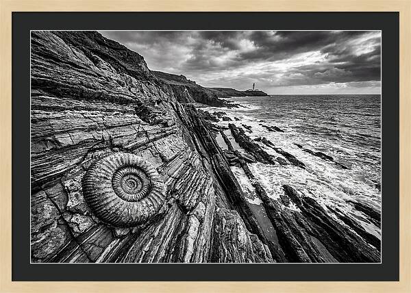 Marine Fossil Beside The Ocean