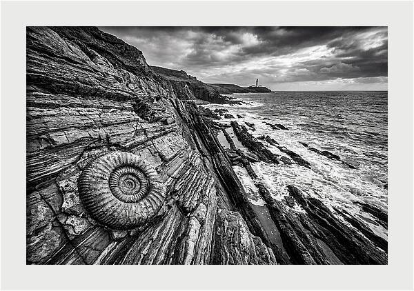 Marine Fossil Beside The Ocean