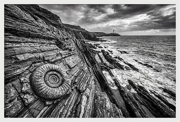 Marine Fossil Beside The Ocean