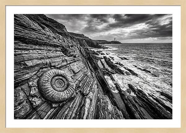 Marine Fossil Beside The Ocean