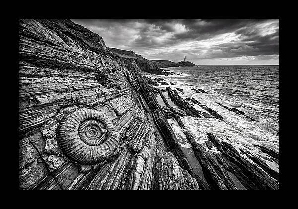 Marine Fossil Beside The Ocean