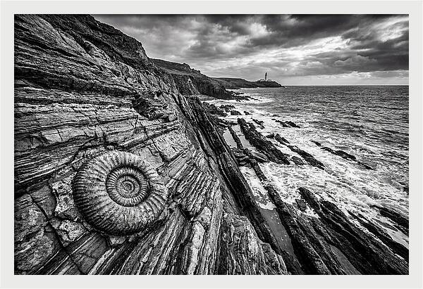 Marine Fossil Beside The Ocean