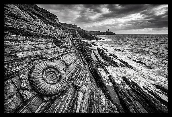 Marine Fossil Beside The Ocean