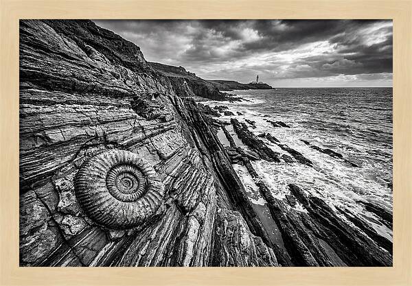 Marine Fossil Beside The Ocean