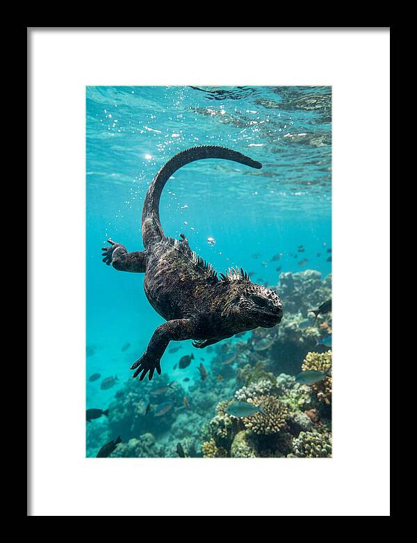 Marine Iguana Gliding Through Water