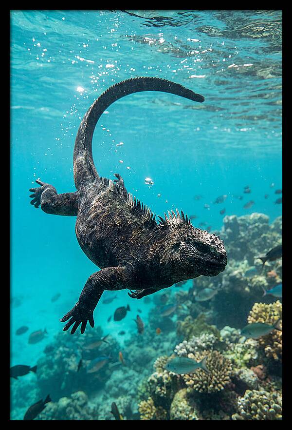 Marine Iguana Gliding Through Water
