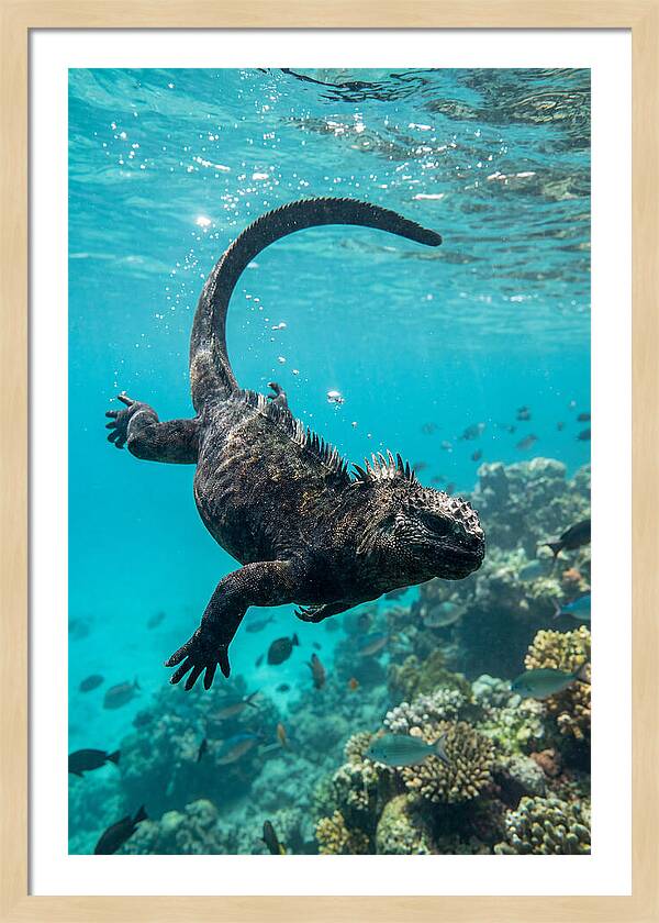 Marine Iguana Gliding Through Water