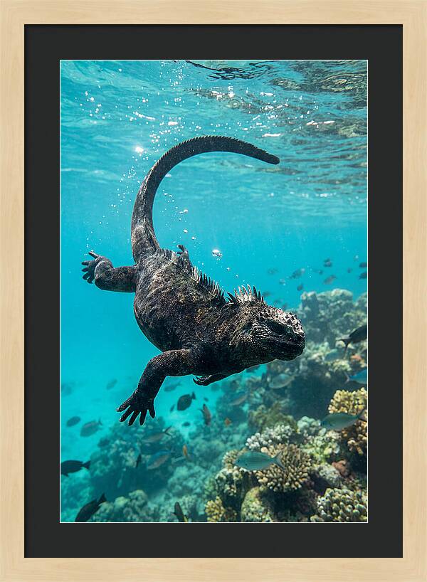 Marine Iguana Gliding Through Water