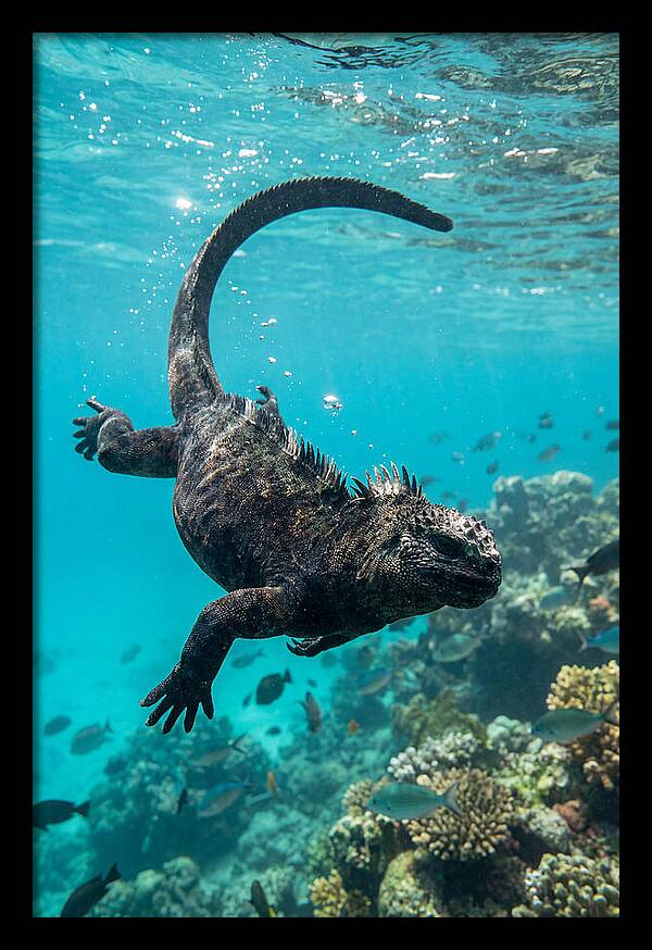 Marine Iguana Gliding Through Water