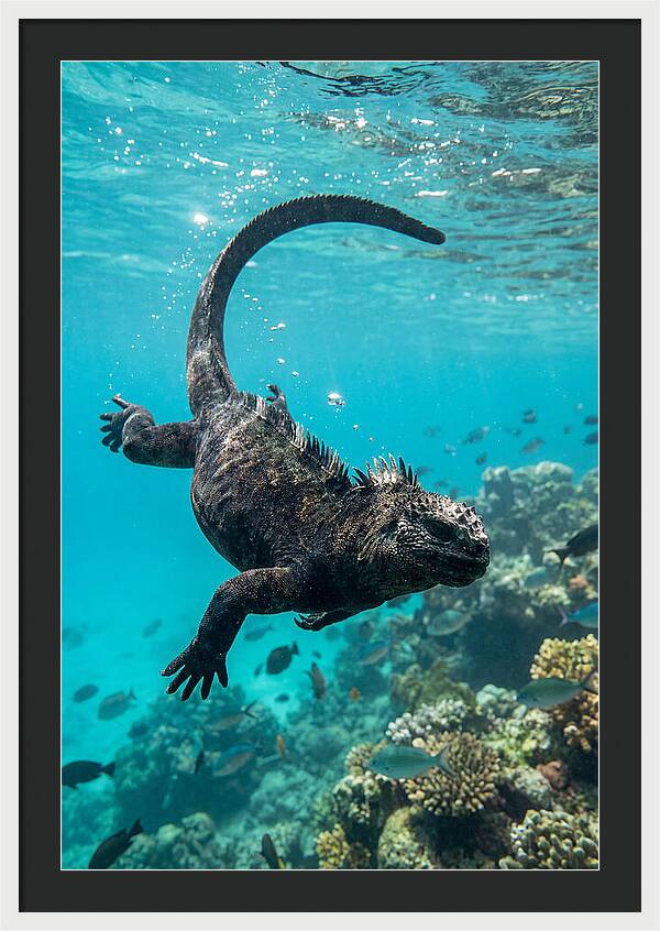 Marine Iguana Gliding Through Water