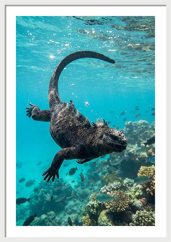 Marine Iguana Gliding Through Water