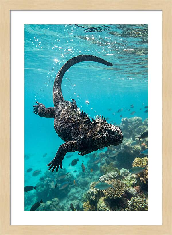 Marine Iguana Gliding Through Water