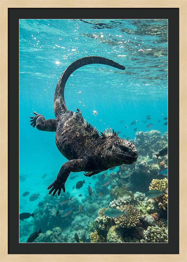 Marine Iguana Gliding Through Water