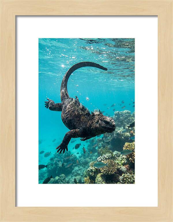 Marine Iguana Gliding Through Water