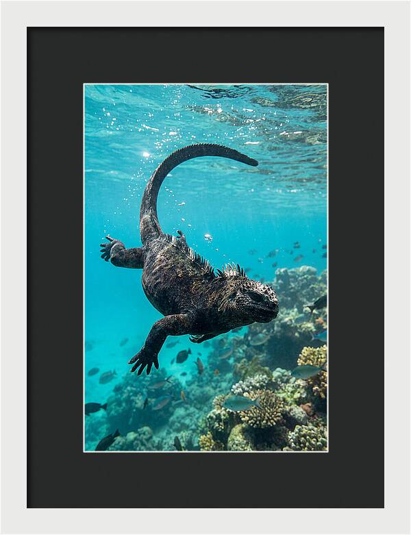 Marine Iguana Gliding Through Water