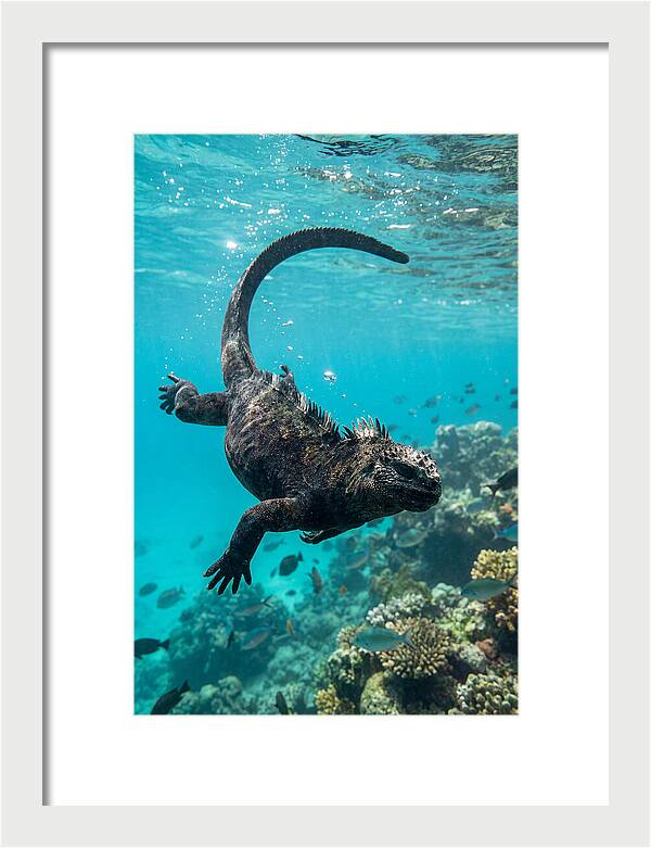Marine Iguana Gliding Through Water