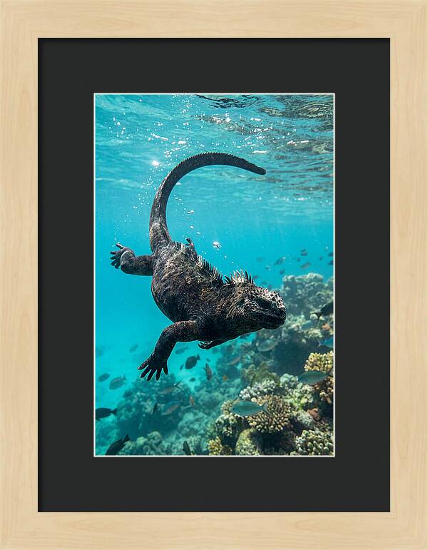 Marine Iguana Gliding Through Water