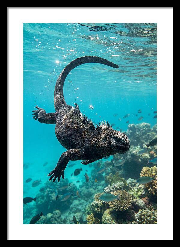 Marine Iguana Gliding Through Water