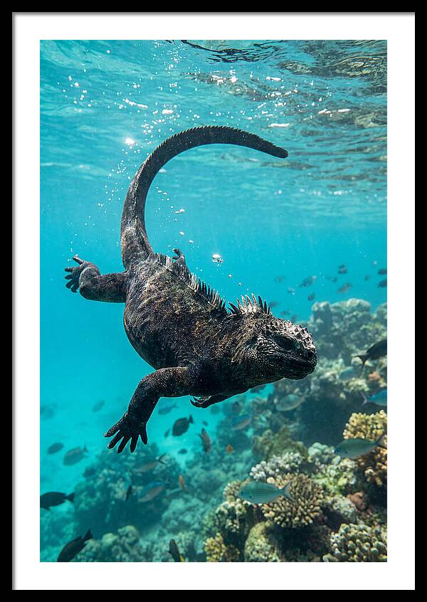 Marine Iguana Gliding Through Water