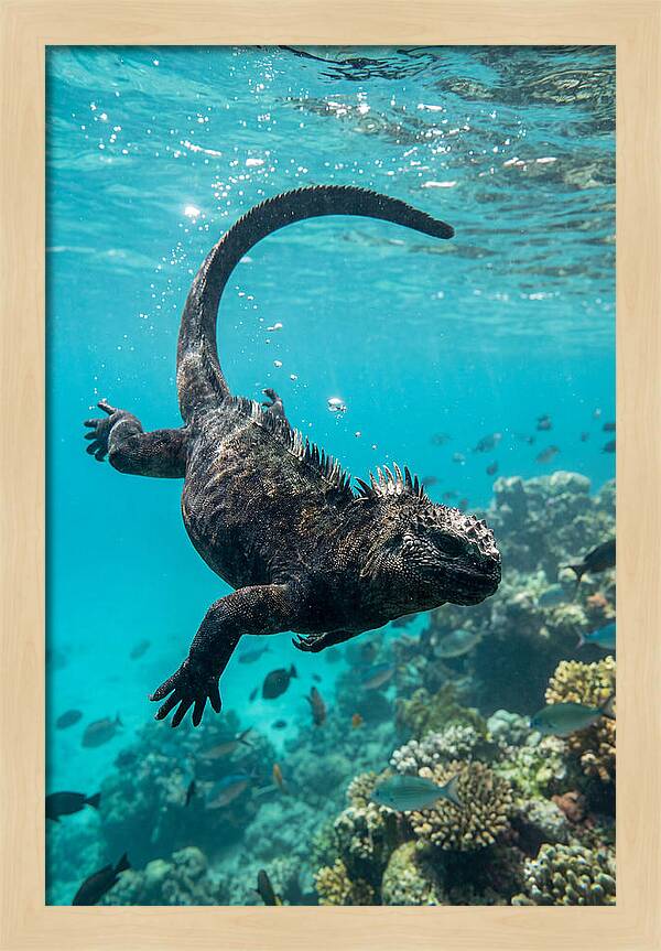 Marine Iguana Gliding Through Water