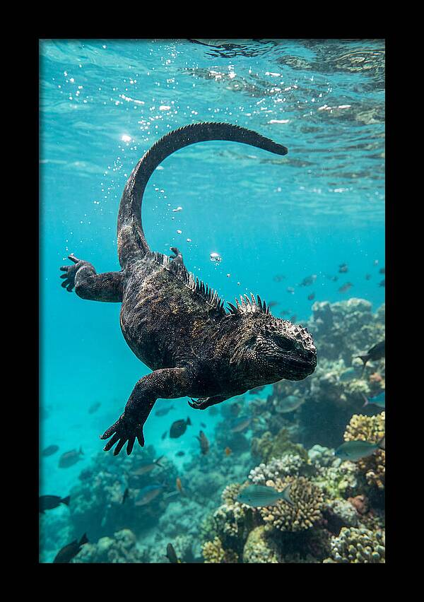 Marine Iguana Gliding Through Water