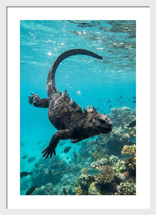 Marine Iguana Gliding Through Water