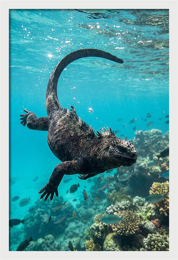 Marine Iguana Gliding Through Water