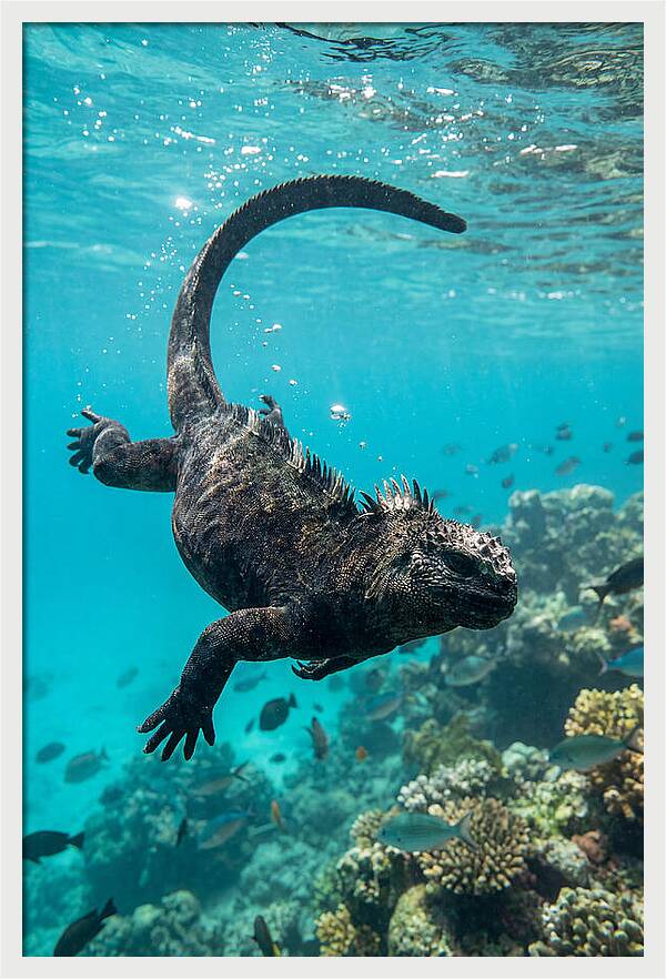 Marine Iguana Gliding Through Water