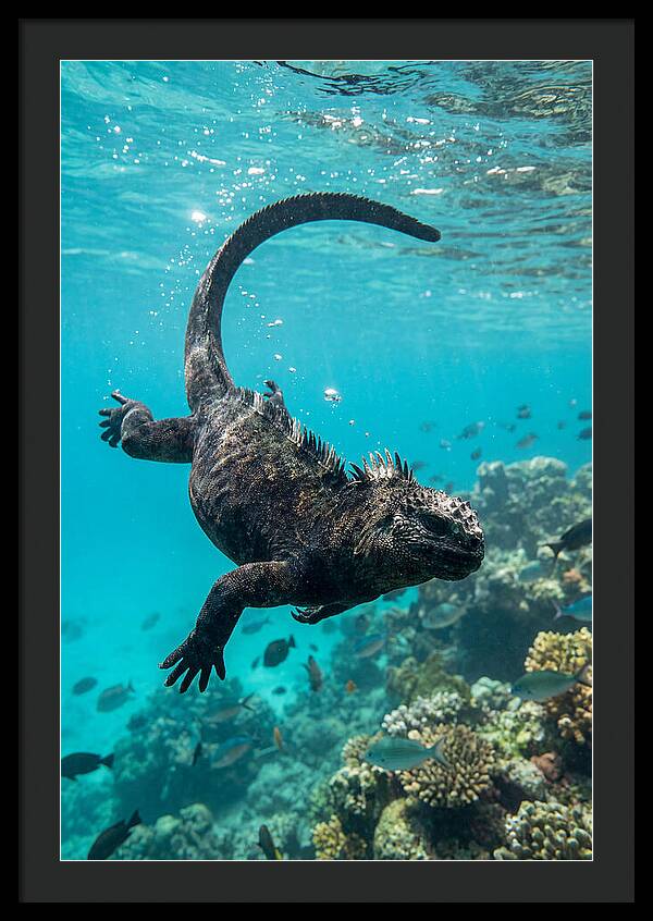 Marine Iguana Gliding Through Water