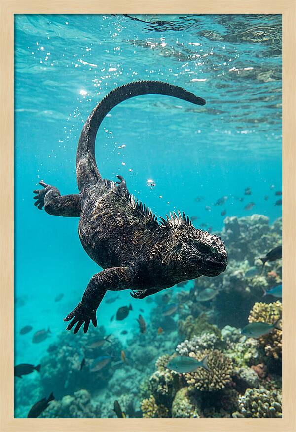 Marine Iguana Gliding Through Water
