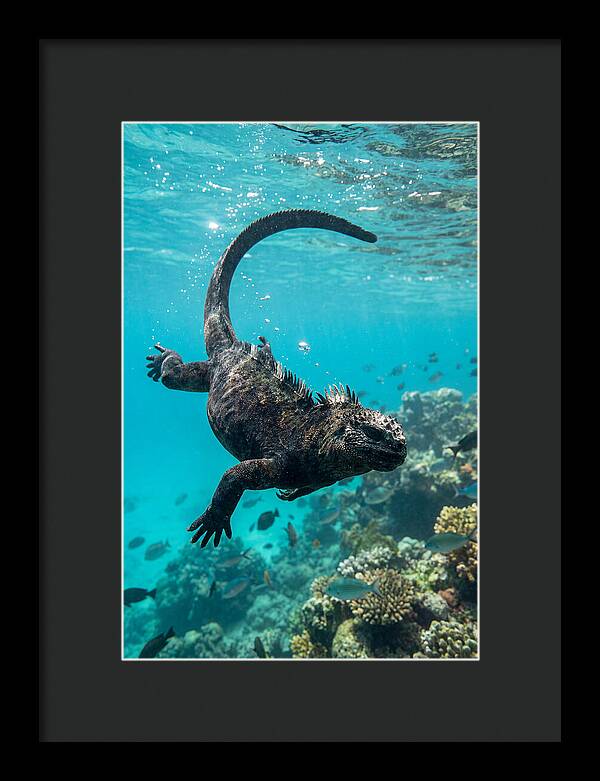 Marine Iguana Gliding Through Water