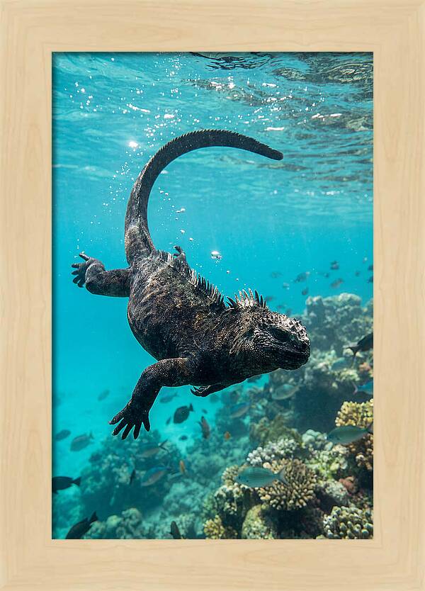 Marine Iguana Gliding Through Water