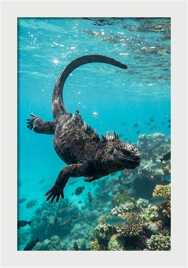 Marine Iguana Gliding Through Water