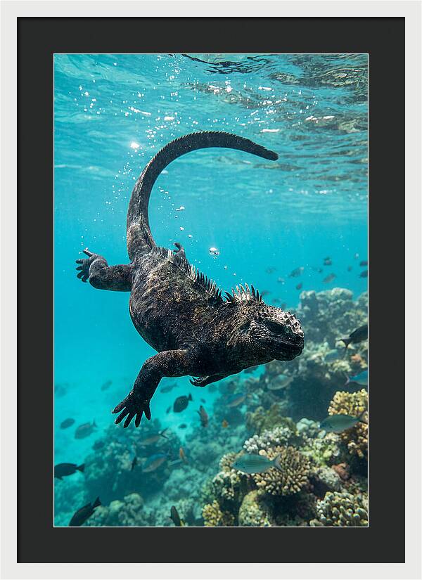 Marine Iguana Gliding Through Water