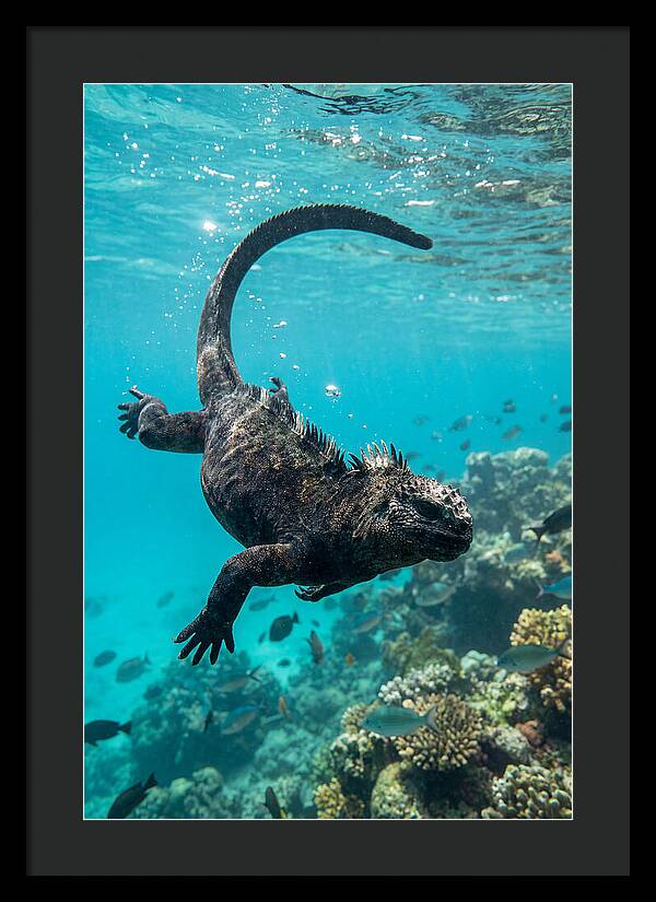 Marine Iguana Gliding Through Water