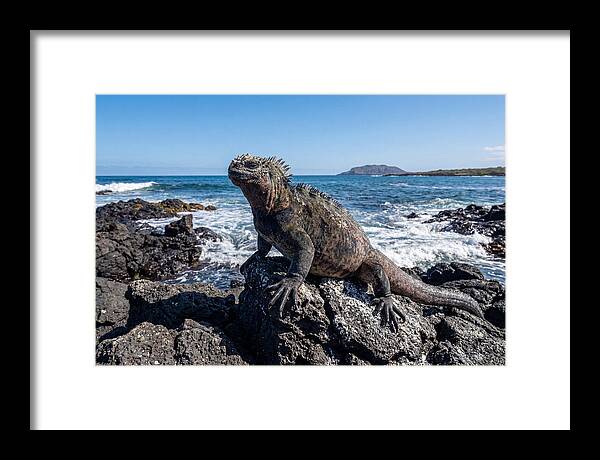 Marine Iguana On Rocks